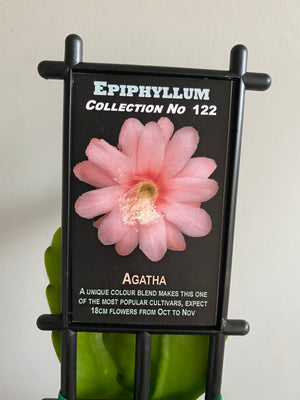 Epiphyllum Agatha - Mistletoe Cactus Collection No. 122