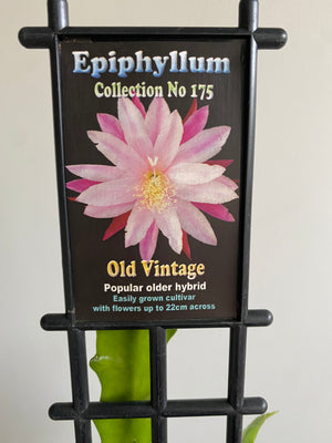 Epiphyllum Old Vintage - Mistletoe Cactus Collection No. 175