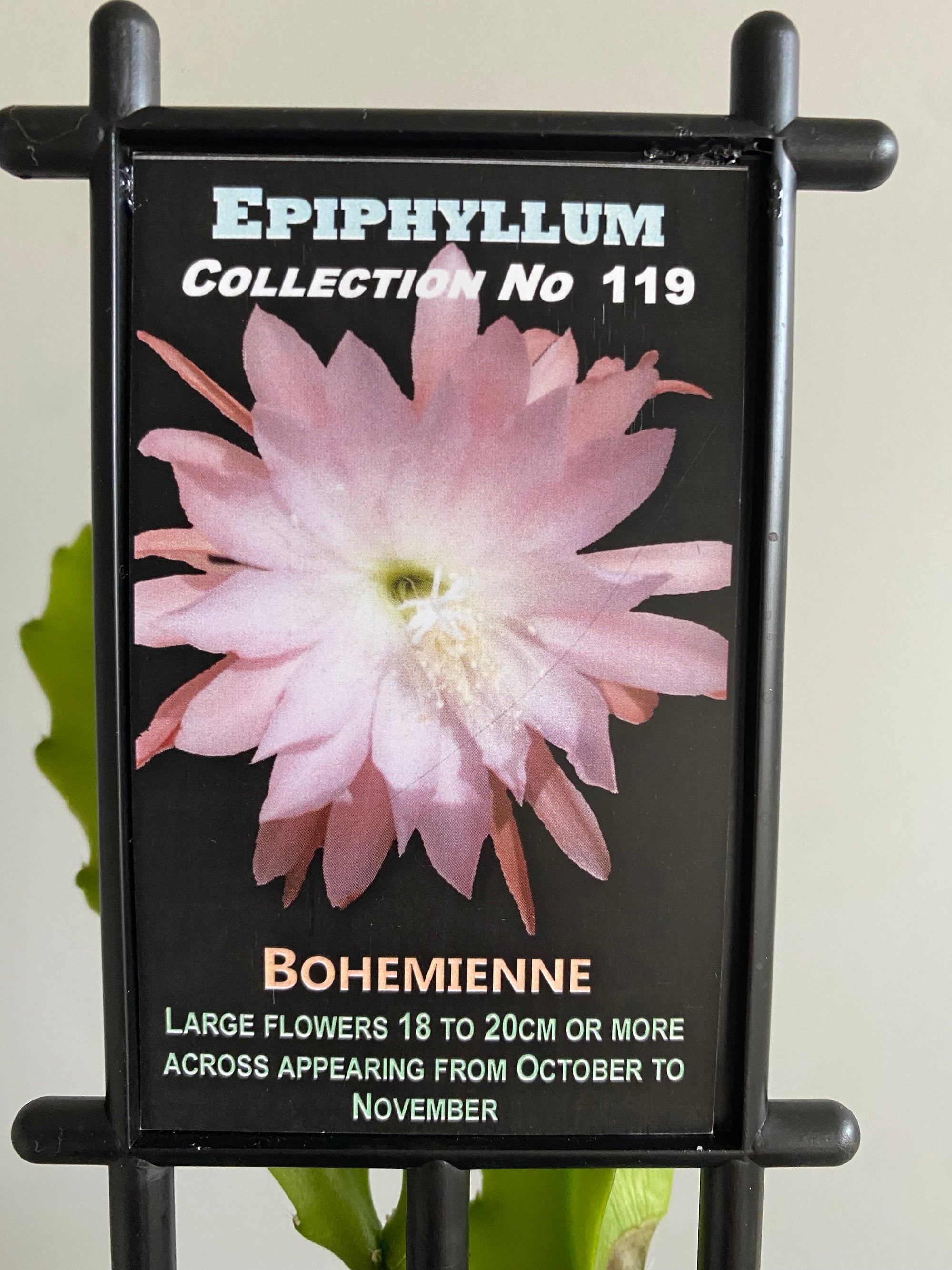 Epiphyllum Bohemienne - Mistletoe Cactus Collection No. 119