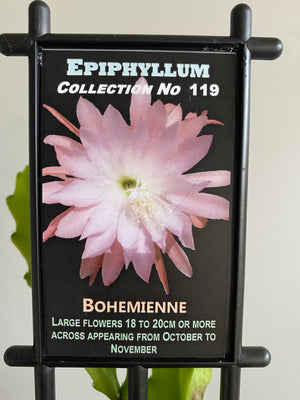 Epiphyllum Bohemienne - Mistletoe Cactus Collection No. 119