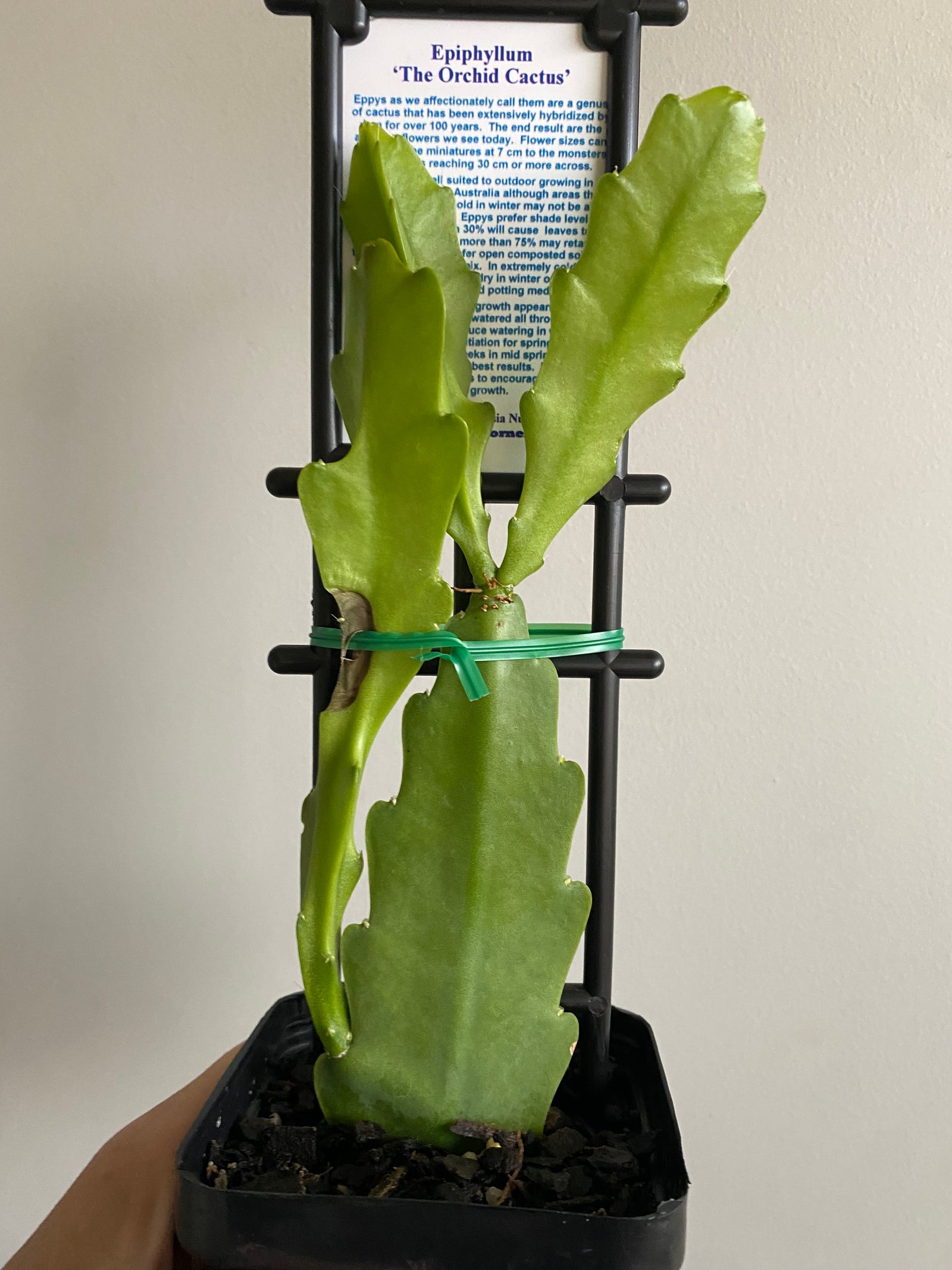 Epiphyllum Bohemienne - Mistletoe Cactus Collection No. 119