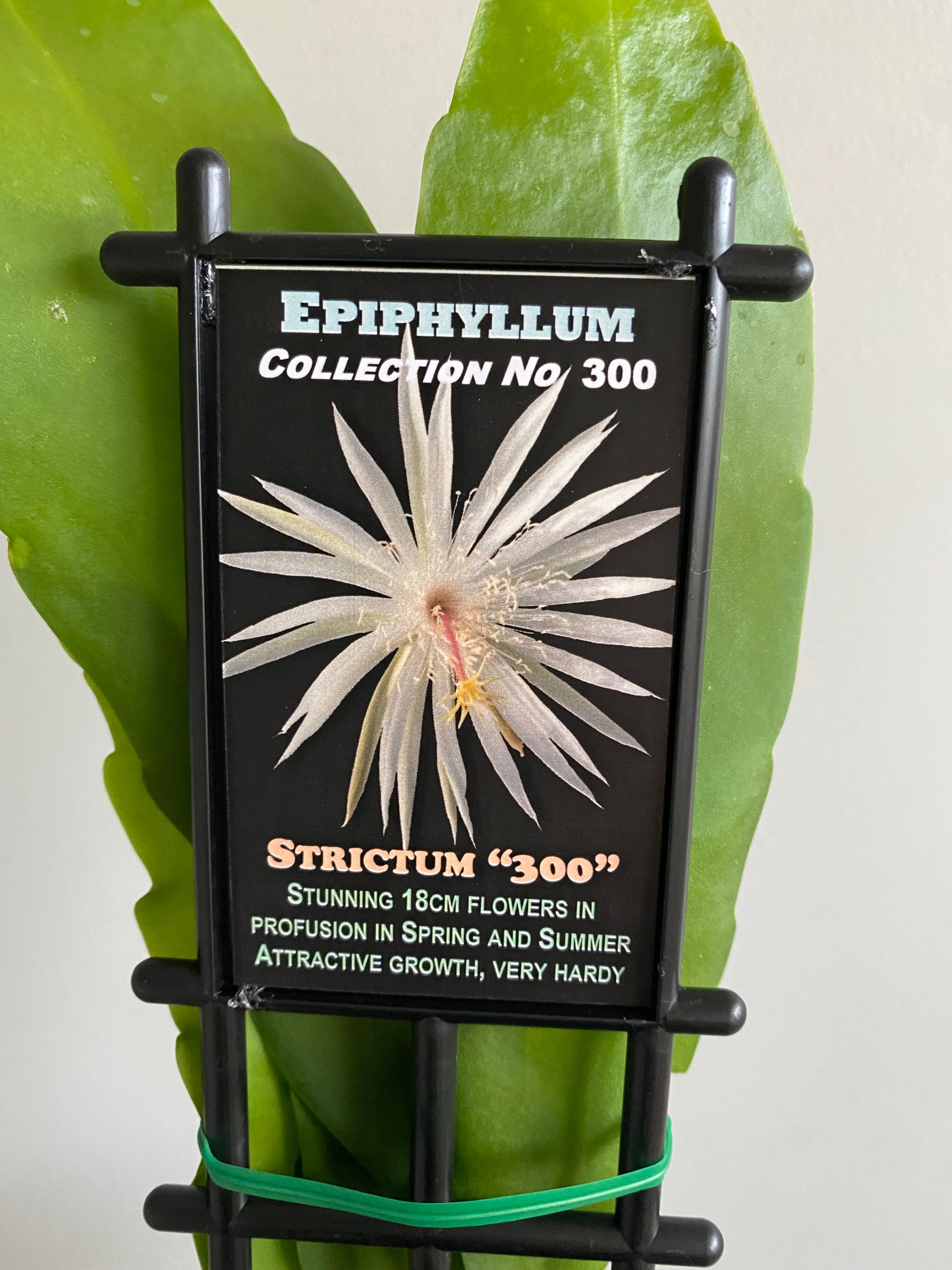 Epiphyllum Strictum "300" - Mistletoe Cactus Collection No. 300