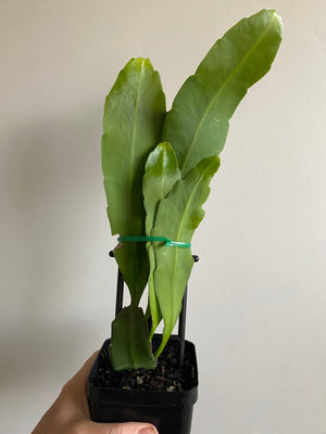 Epiphyllum Strictum "300" - Mistletoe Cactus Collection No. 300