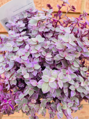 Callisia repens - Pink Panther aka Pink Lady