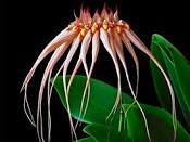 Bulbophyllum Louis Sander