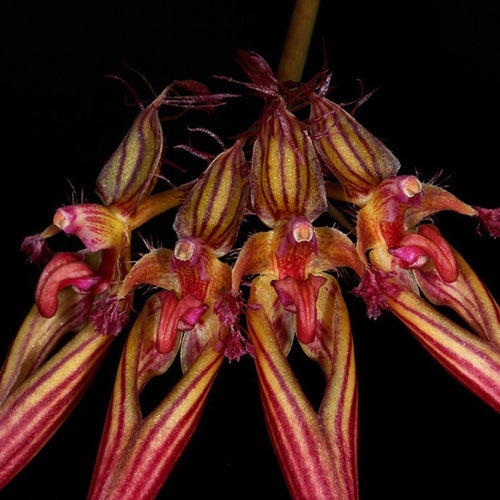 Bulbophyllum wendlandianum