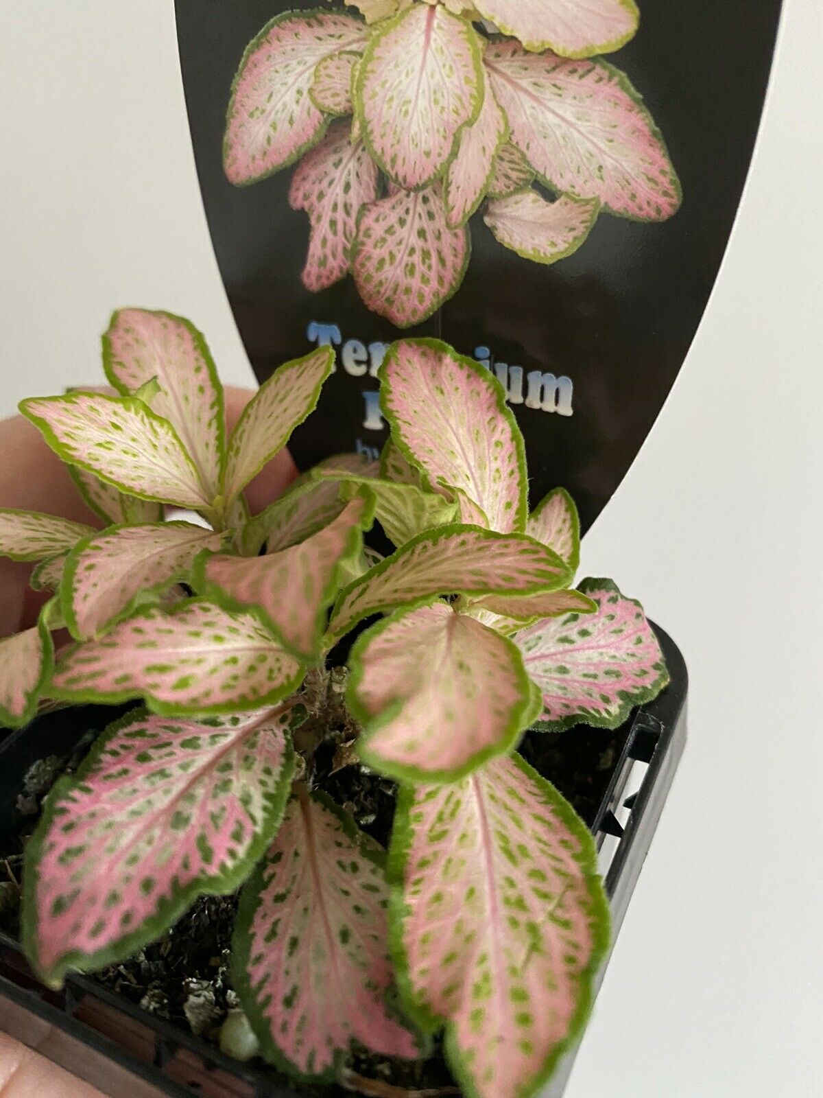 Fittonia - Peaches & Cream