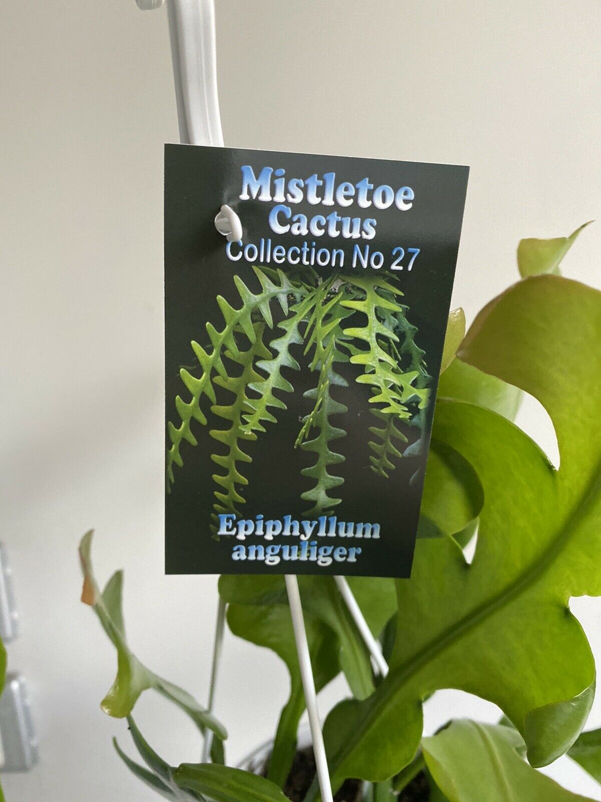 Epiphyllum Anguliger - Mistletoe Cactus Collection No. 27