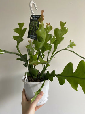 Epiphyllum Anguliger - Mistletoe Cactus Collection No. 27