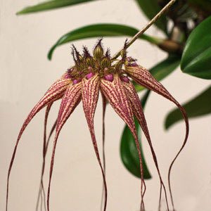 Bulbophyllum Elizabeth Ann 'Buckleberry'