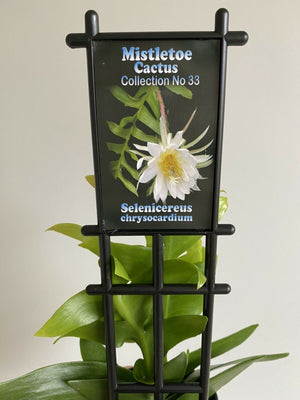Epiphyllum Selenicereus Chrysocardium - Mistletoe Cactus Collection No. 33