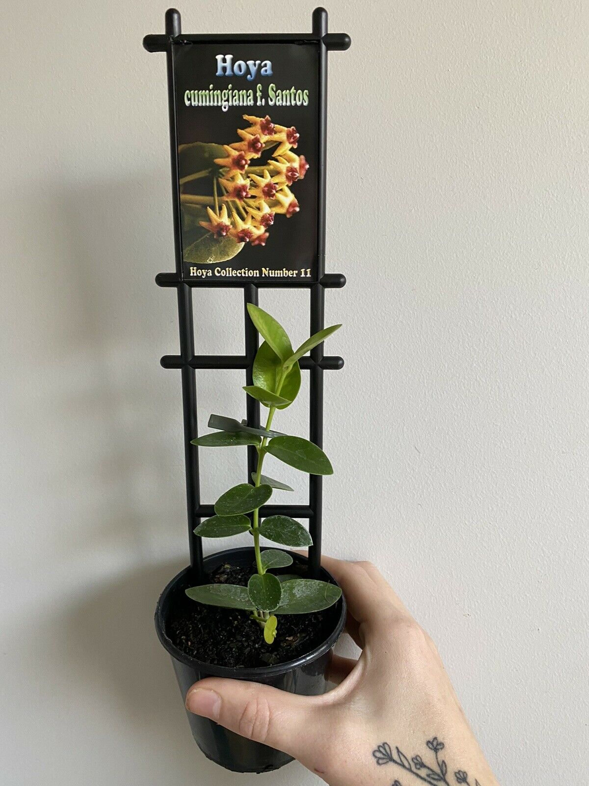 Hoya - Cumingiana f. Santos Collection No. 11