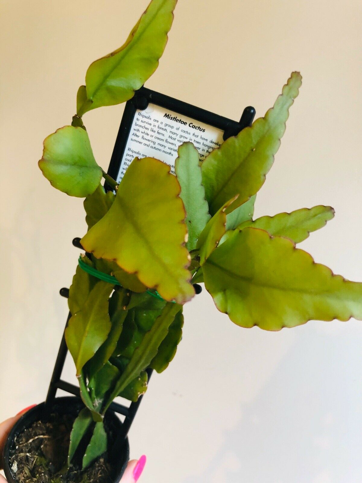 Rhipsalis Elliptica - Mistletoe Cactus Collection No. 37