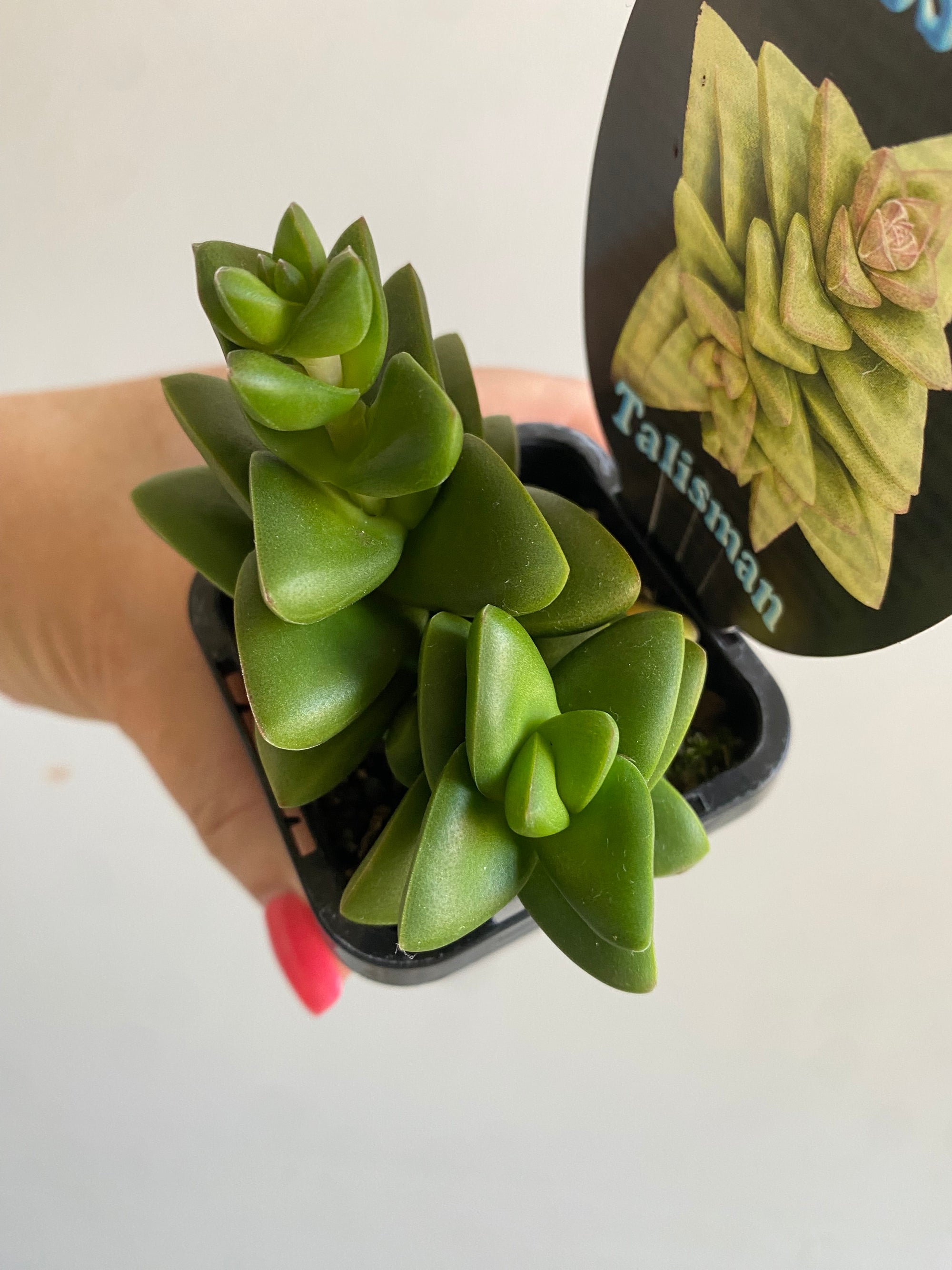 Crassula 'Talisman'