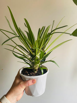 Pachypodium gaeyi 'Silver Madagascar Palm'