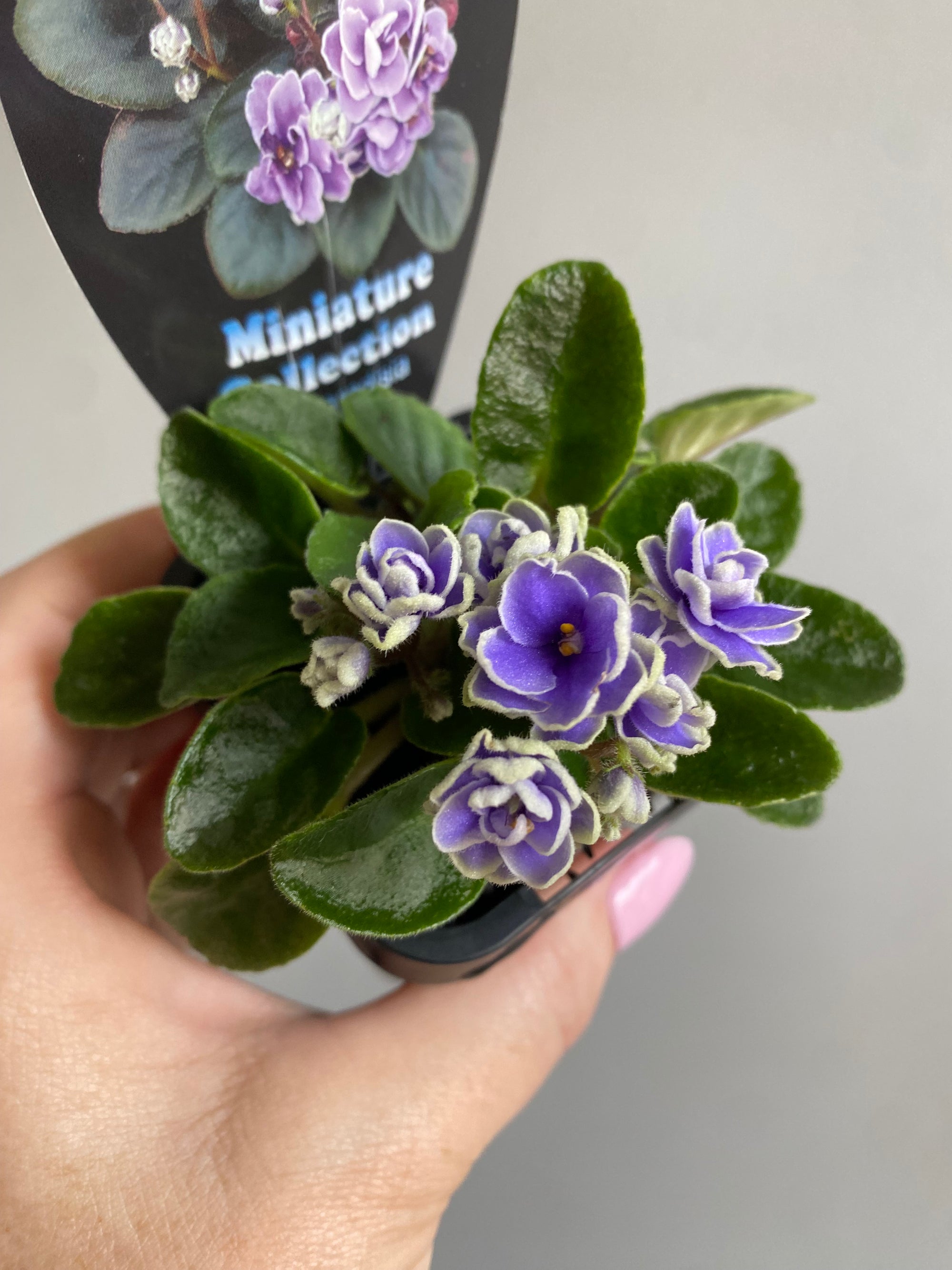 African Violet - China Doll Blue