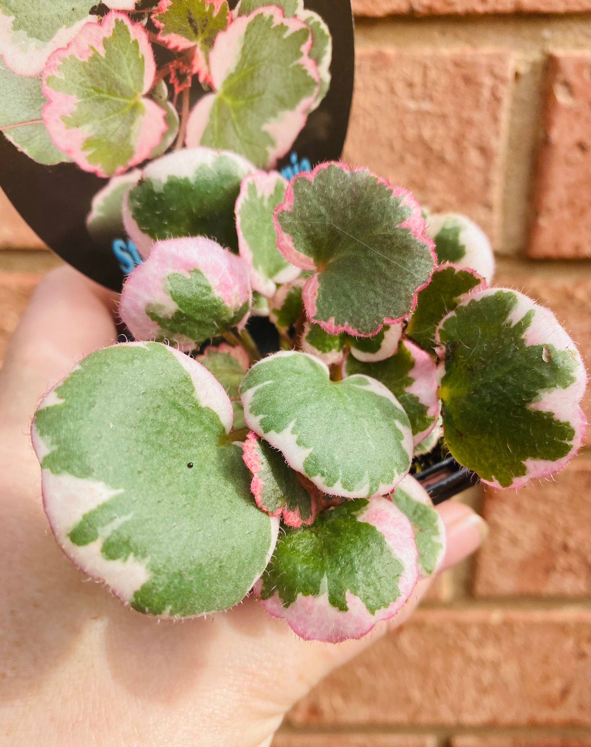 Saxifraga stolonifera 'variegata' - Strawberry Begonia