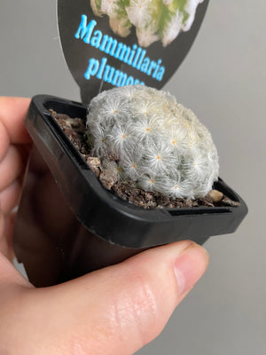 Mammillaria plumosa