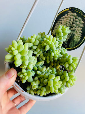 Sedum burrito - Dwarf Donkey’s Tail