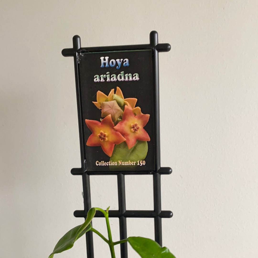 Hoya - Ariadna Collection No. 150
