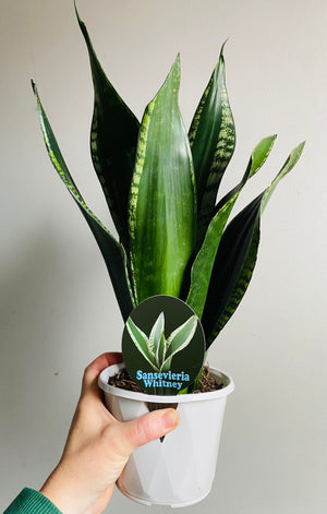 Sansevieria trifasciata - Whitney