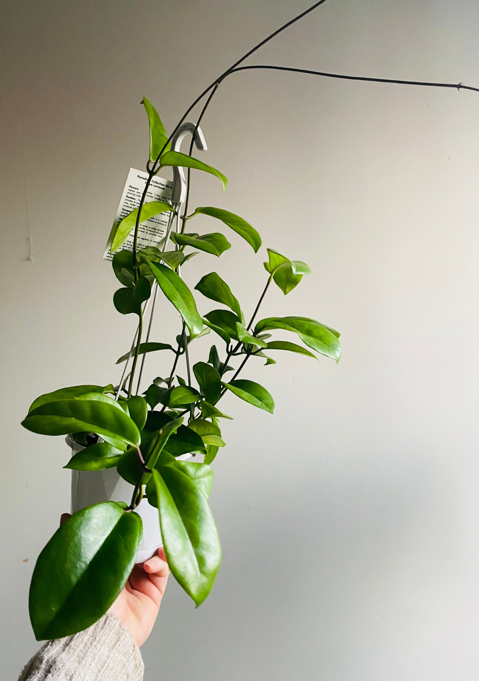 Hoya - Coriacea Collection No. 67