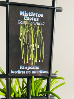 Rhipsalis Baccifera f. Delphinensis - Mistletoe Cactus Collection No. 42