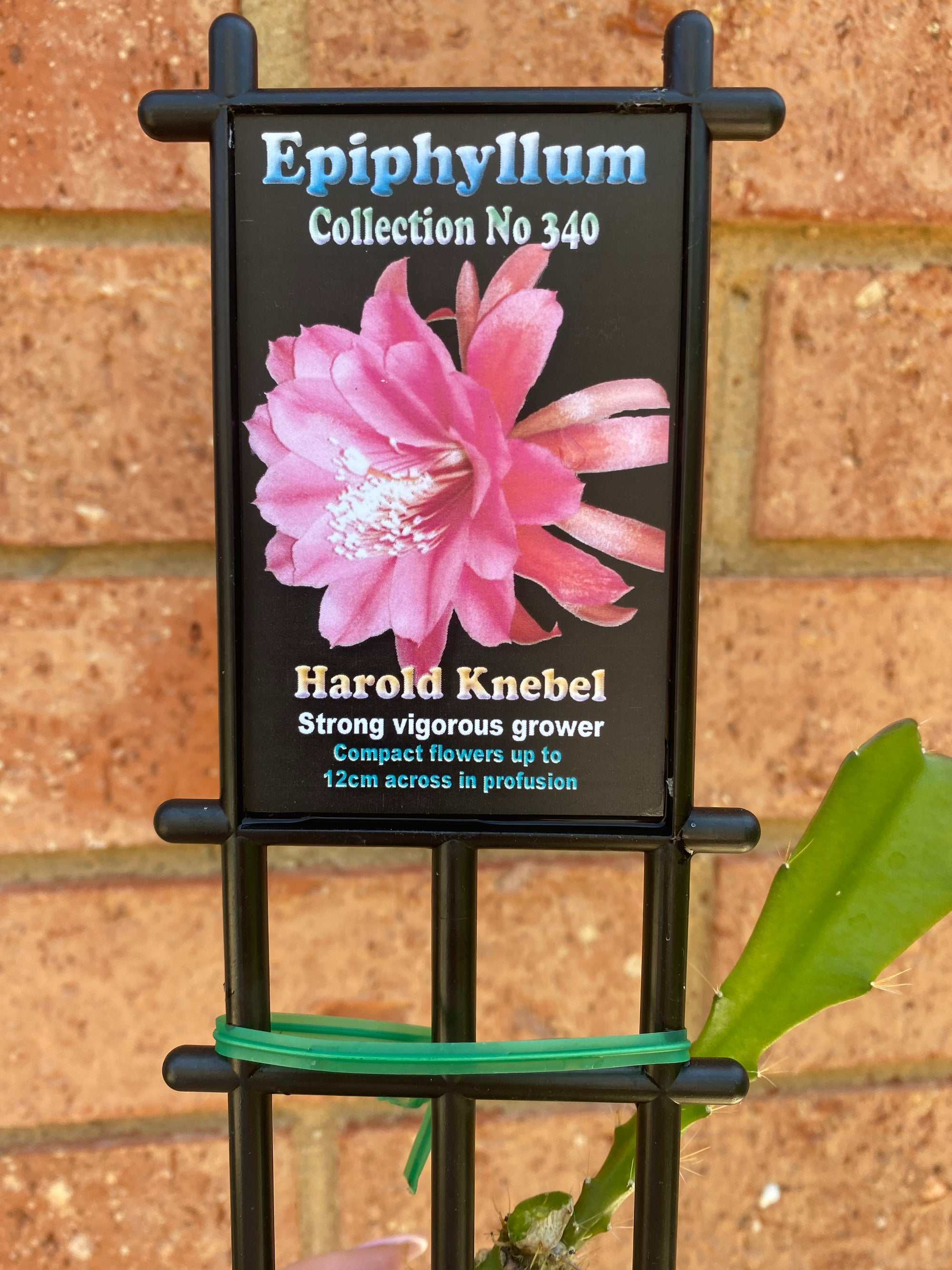 Epiphyllum 'Harold Knebel' - Collection No. 340