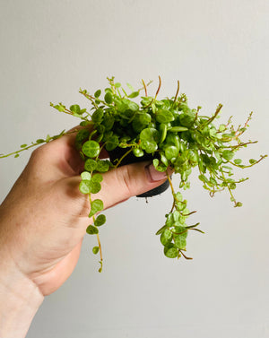 Peperomia prostrata - String of Turtles aka Jade Necklace