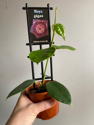 Hoya - Gigas Collection No. 184