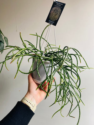 Rhipsalis Horrida - Mistletoe Cactus Collection No. 15