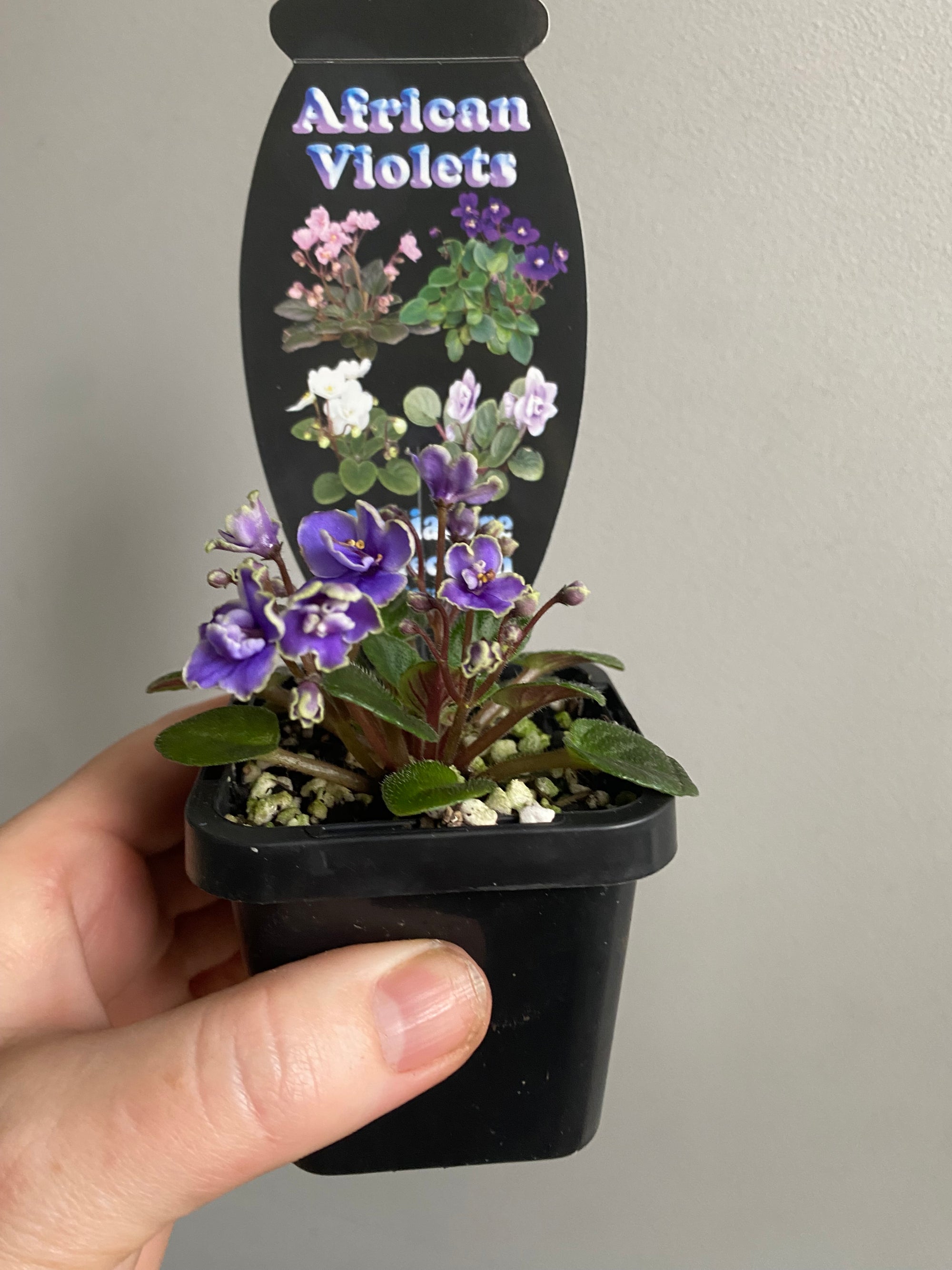 African Violet - Frosted Denim