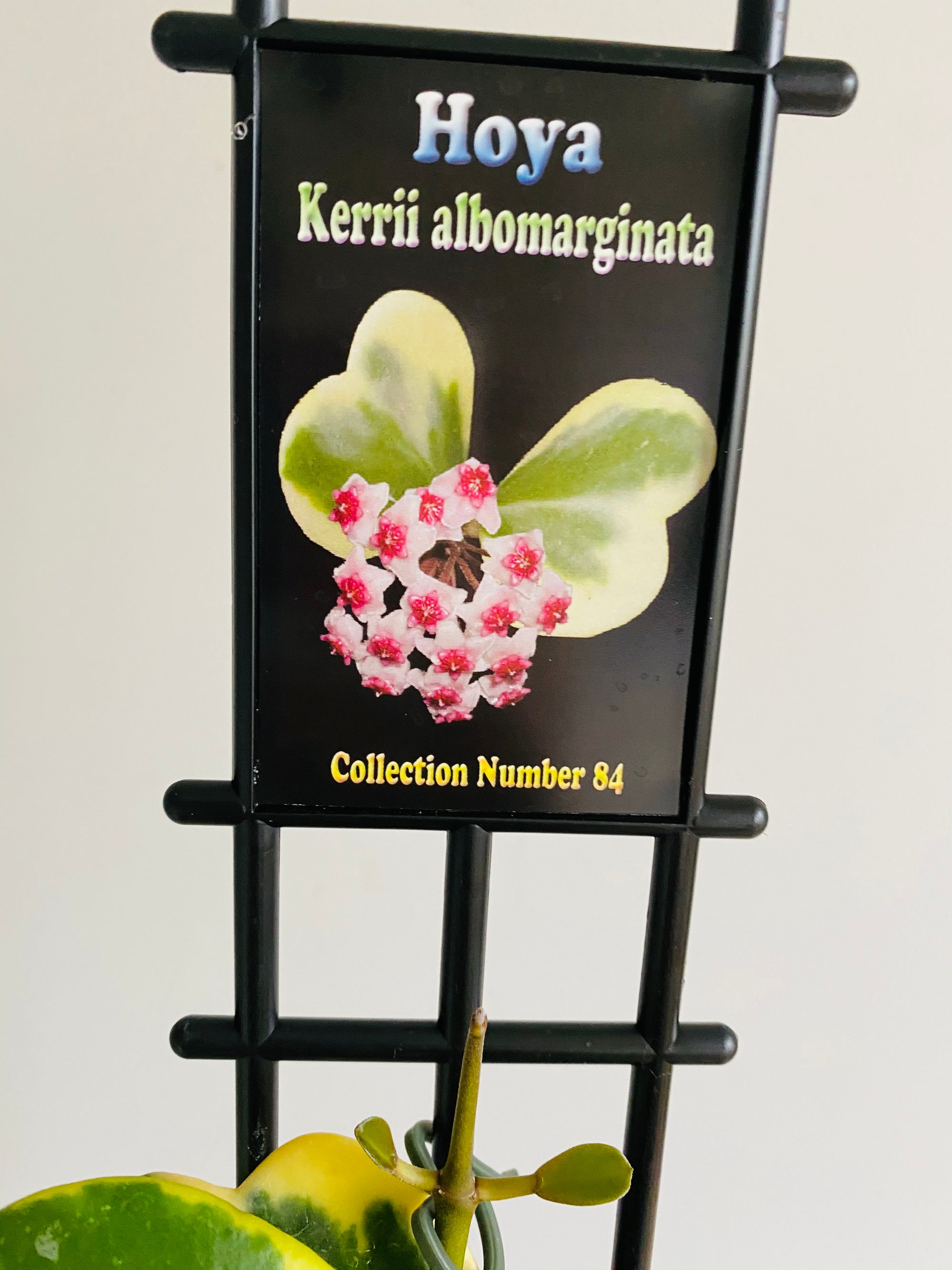 Hoya - Kerrii Albomarginata Collection No. 84
