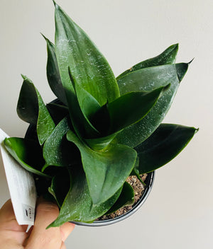 Sansevieria trifasciata - Hahnii Jade