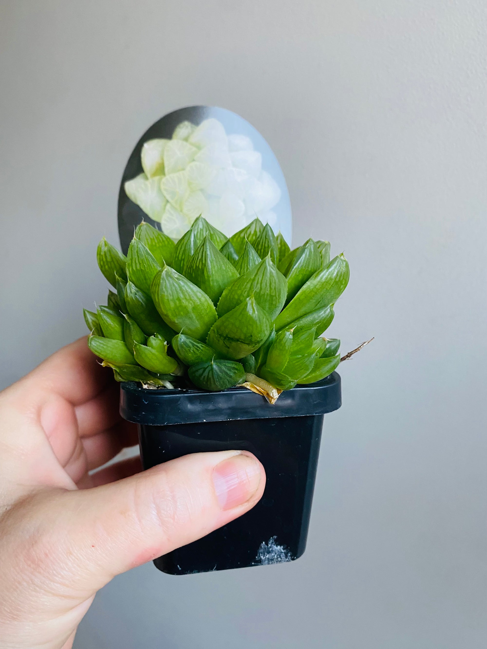 Haworthia cooperi