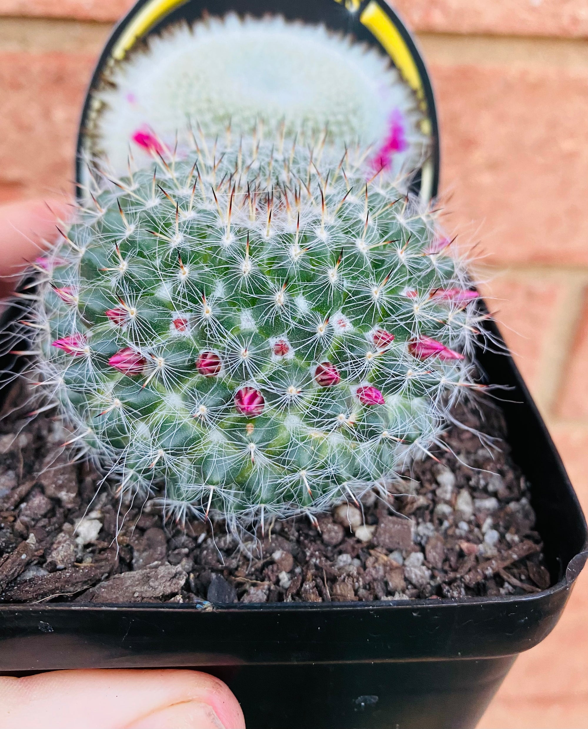 Mammillaria hahniana 'Old Lady Cactus'