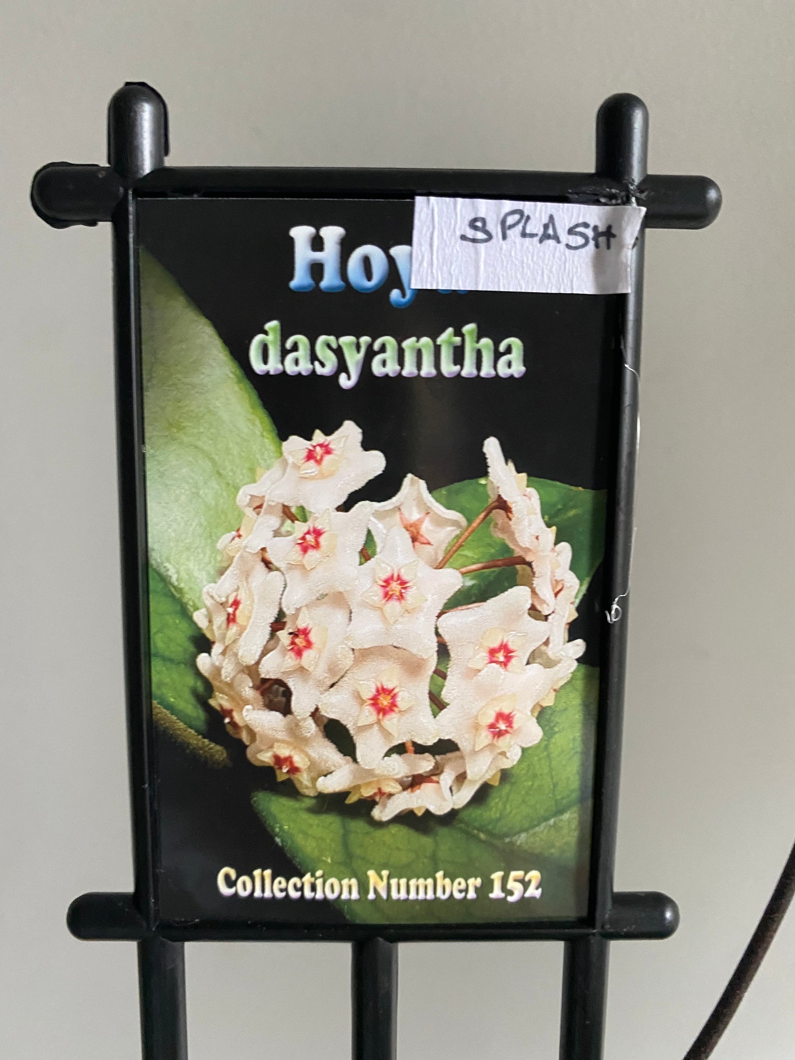 Hoya - Dasyantha Splash Collection No. 194