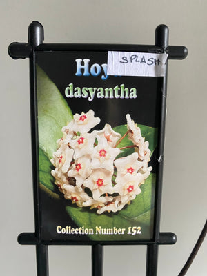 Hoya - Dasyantha Splash