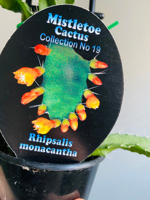 Rhipsalis Monacantha - Mistletoe Cactus Collection No. 19