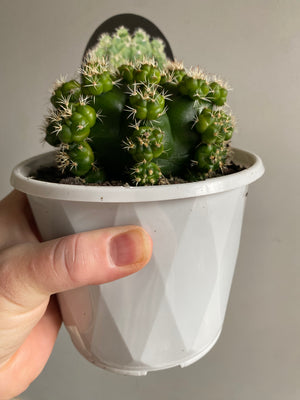 Gymnocalycium anisitsii ssp multiproliferum