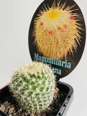Mammillaria celsiana