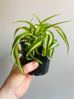 Chlorophytum comosum - Curly Spider Plant