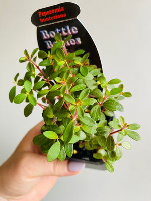 Peperomia - Hunteriana