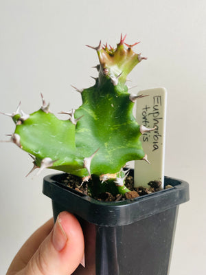 Euphorbia Tortilis - Spiral Cactus