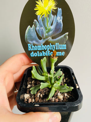 Rhombophyllum dolabiforme
