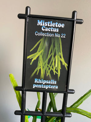 Rhipsalis Pentaptera - Mistletoe Cactus Collection No. 22