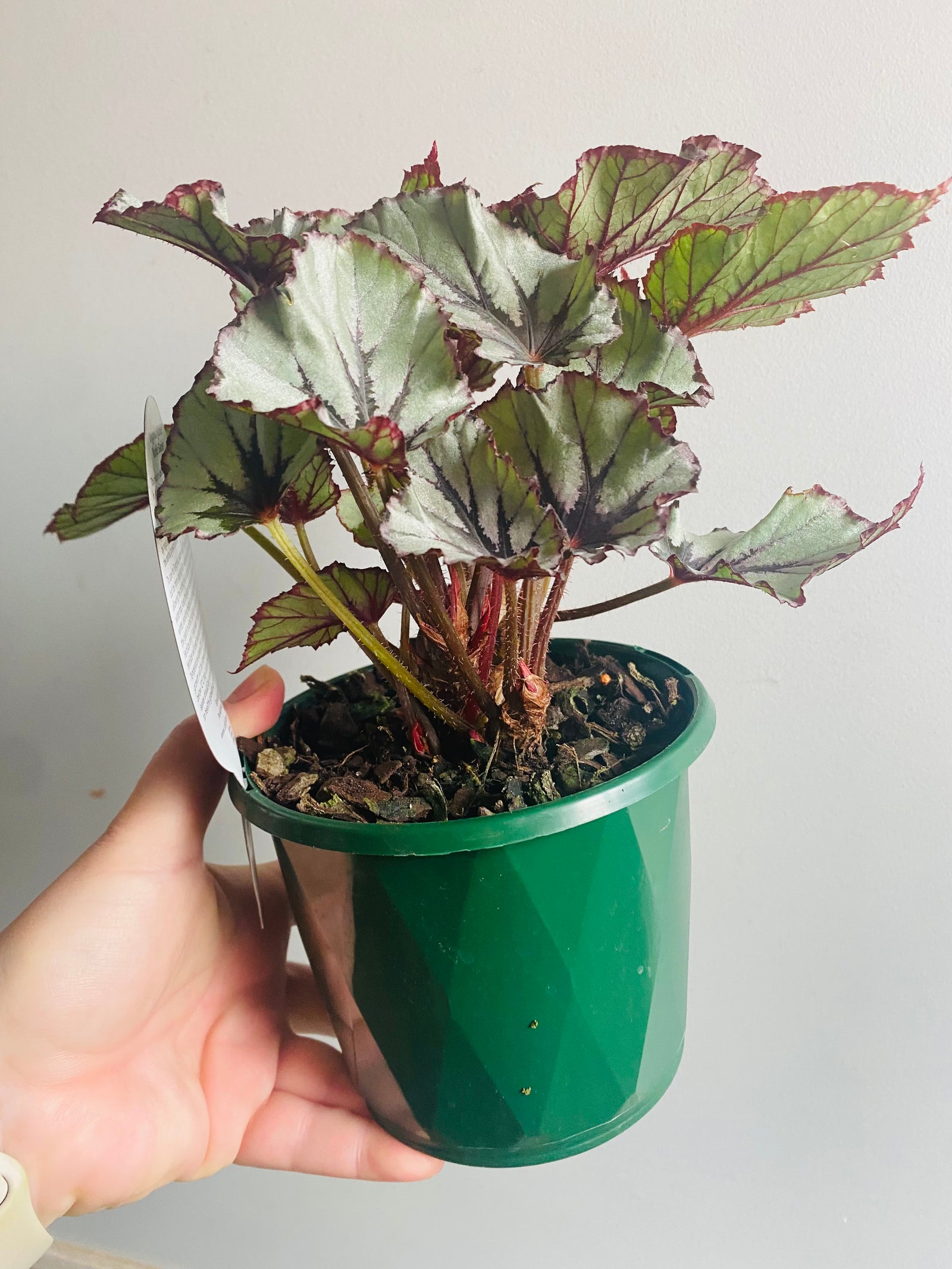 Begonia - Nordic Glacier