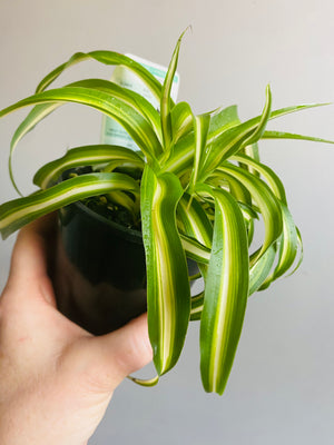 Chlorophytum comosum - Curly Spider Plant