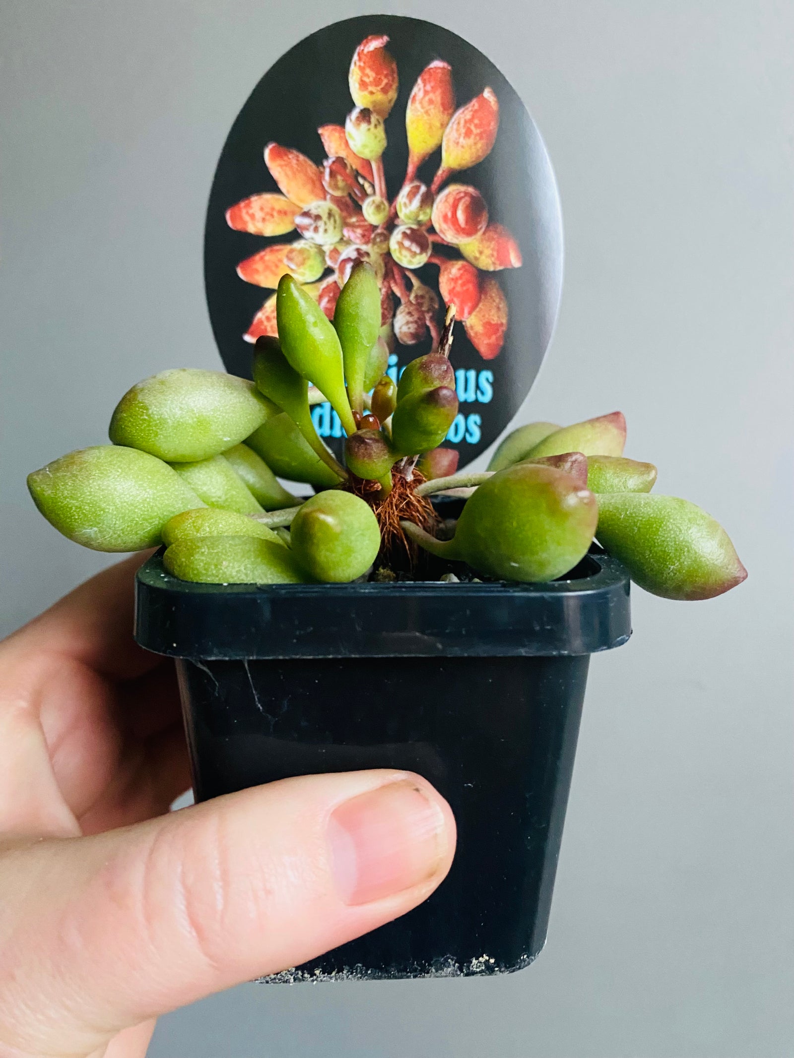 Adromischus cristatus 'Indian Clubs'