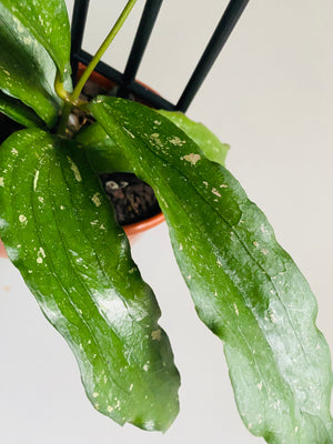 Hoya - Erythrina Collection No. 81